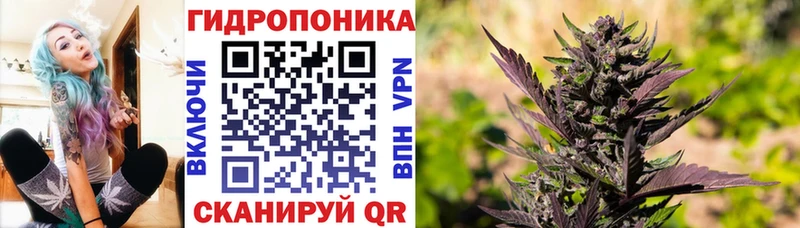 Купить закладки  Петропавловск-Камчатский  Шишки марихуана семена 